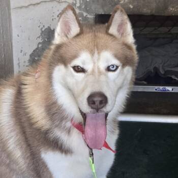 Boeing -  Husky Dog for Adoption in Austin, Texas - Boeing | PetCurious