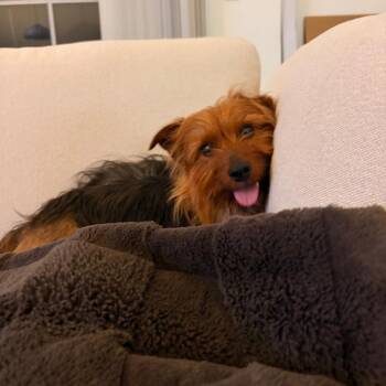 Mixed Breed Dogs Available for Adoption - Cody Maverick | PetCurious