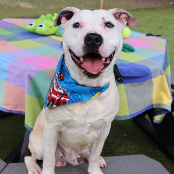 Mixed Breed Dogs Available for Adoption - Billy | PetCurious