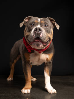 Rescue Pit Bull Terrier and Mixed Breed Dogs for Adoption in Atlanta, Georgia - Megamind | PetCurious