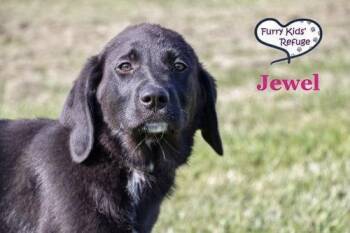 Jewel -  Labrador Retriever and Great Pyrenees Dog for Adoption in Lee