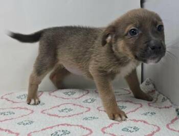 Australian Kelpie and Terrier Dogs Available for Adoption in New York, New York - Gallant Bloom | PetCurious