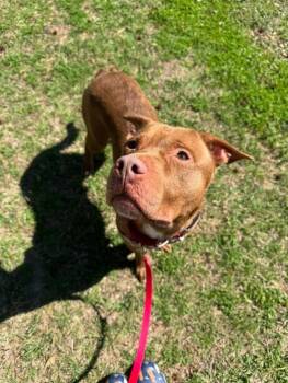 Mixed Breed Dogs Available for Adoption - Muddy Buddy | PetCurious