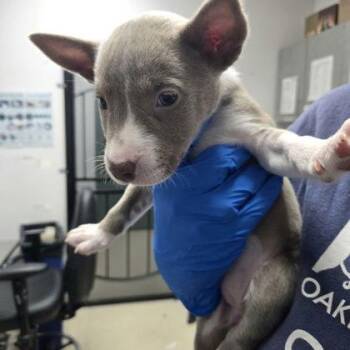 Husky and Pit Bull Terrier Dogs Available for Adoption - Tink | PetCurious