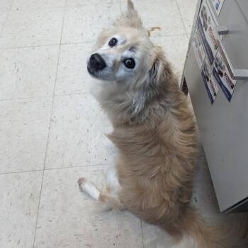 Mixed Breed Dogs Available for Adoption in Newark, New Jersey - Fonzy (In Foster) | PetCurious