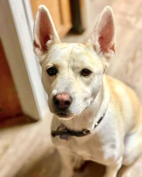 Lemon Meringue -  Carolina Dog Dog for Adoption in New York, New York - Lemon Meringue | PetCurious