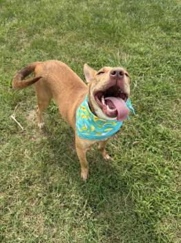 Reagan -  Mixed Breed Dog for Adoption in Kansas City, Missouri - Reagan | PetCurious