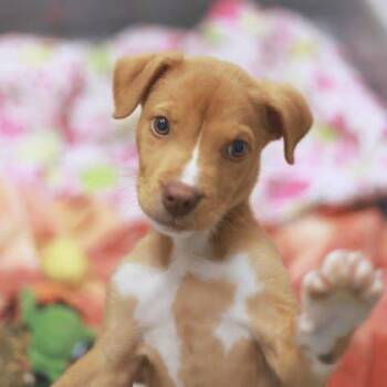 Rescue Mixed Breed Dogs for Adoption in Atlanta, Georgia - Noah | PetCurious