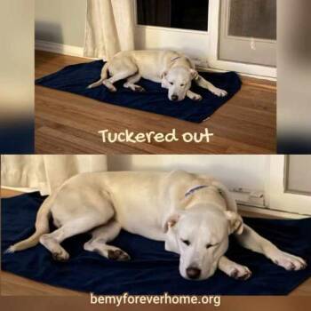 Bolt -  Labrador Retriever Dog for Adoption in Plano, Texas - Bolt | PetCurious