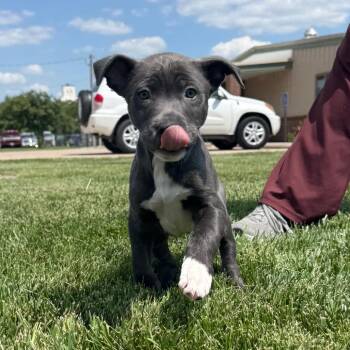 Piglet -  Mixed Breed Dog for Adoption in Mcpherson, Kansas - Piglet | PetCurious