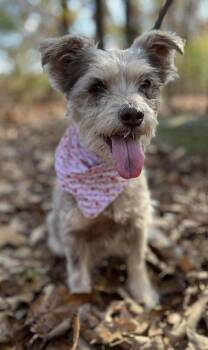 Rescue Schnauzer Dogs for Adoption in Wayne, New Jersey - Blair | PetCurious