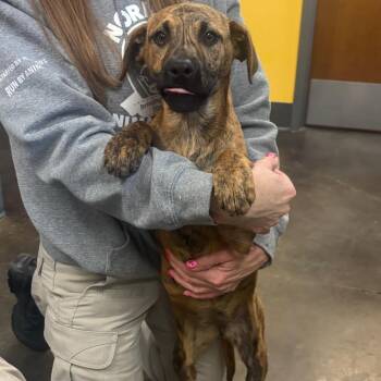 Shepherd and Mixed Breed Dogs Available for Adoption - Rosie | PetCurious