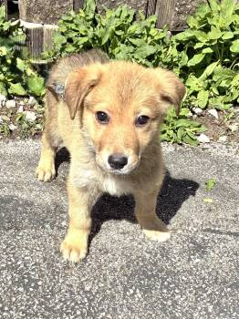 Shepherd Dogs Available for Adoption - Leggo | PetCurious