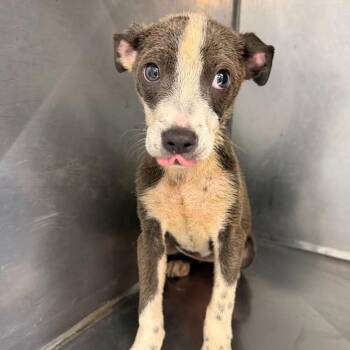 Venus -  Terrier Dog for Adoption in Clarksdale, Mississippi - Venus | PetCurious