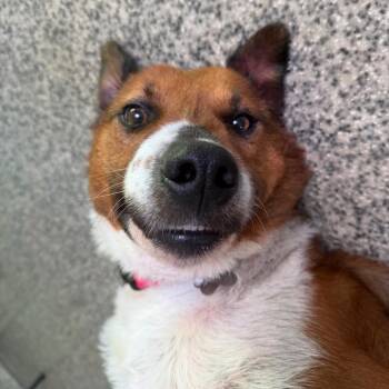 Max Factor -  Shepherd and Mixed Breed Dog for Adoption in Falls Church, Virginia - Max Factor | PetCurious