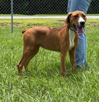 Ella Mae -  Hound and Mixed Breed Dog for Adoption in Kingsland, Georgia - Ella Mae | PetCurious