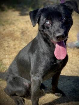 Dahlia -  Labrador Retriever and Husky Dog for Adoption in Sacramento, California - Dahlia | PetCurious