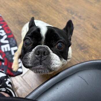 French Bulldog Dogs Available for Adoption in Ferndale, Washington - KB | PetCurious