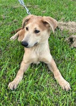 Pluto -  German Shepherd Dog and Labrador Retriever Dog for Adoption in Greeneville, Tennessee - Pluto | PetCurious