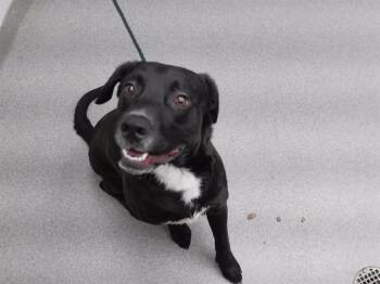 Labrador Retriever and Mixed Breed Dogs Available for Adoption in Omaha, Nebraska - FEZ | PetCurious