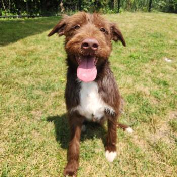 Finn -  Labrador Retriever and Standard Poodle Dog for Adoption in Fort Wayne, Indiana - Finn | PetCurious