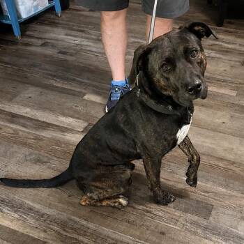 Boone -  Mountain Cur Dog for Adoption in Sequatchie, Tennessee - Boone | PetCurious