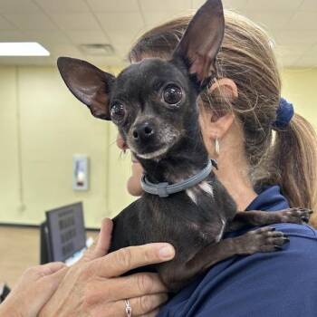 SVAS-Stray-39297 -  Chihuahua Dog for Adoption in Lyndhurst, Virginia - SVAS-Stray-39297 | PetCurious