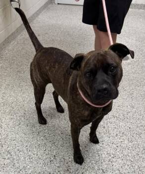 Chicken Little -  Pit Bull Terrier and Mixed Breed Dog for Adoption in Kansas City, Missouri - Chicken Little | PetCurious