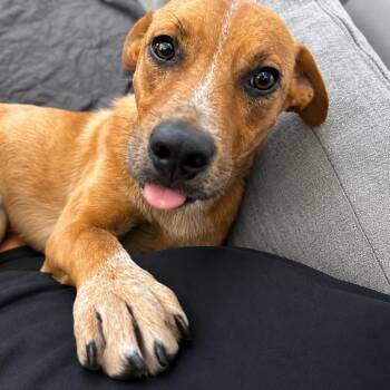 Forrester -  Australian Cattle Dog Blue Heeler Dog for Adoption in Minneapolis, Minnesota - Forrester | PetCurious