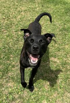 Labrador Retriever Dogs Available for Adoption in Boston, Massachusetts - Ari | PetCurious