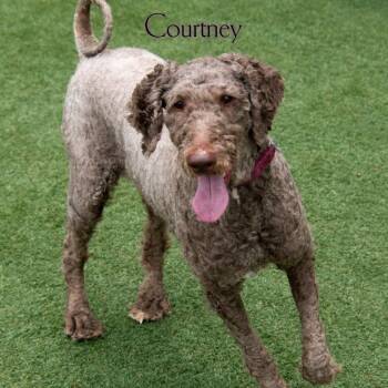 Courtney -  Sheep Dog and Standard Poodle Dog for Adoption in Parkersburg, West Virginia - Courtney | PetCurious