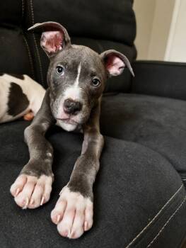 Rocky -  Pit Bull Terrier Dog for Adoption in Lindenhurst, New York - Rocky | PetCurious