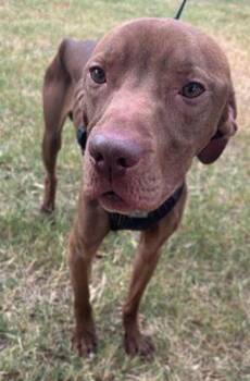 Pit Bull Terrier Dogs Available for Adoption - Miles | PetCurious