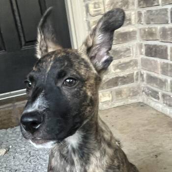 Pepper -  Shepherd and Mixed Breed Dog for Adoption in San Antonio, Texas - Pepper | PetCurious