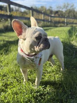 Marigold -  French Bulldog Dog for Adoption in Columbus, Ohio - Marigold | PetCurious