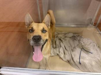 BUDDY -  German Shepherd Dog and Siberian Husky Dog for Adoption in Doral, Florida - BUDDY | PetCurious