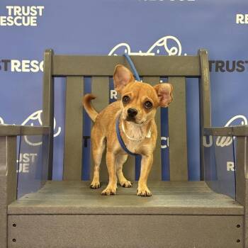 PIXIE -  Chihuahua and Mixed Breed Dog for Adoption in Waterford, New Jersey - PIXIE | PetCurious