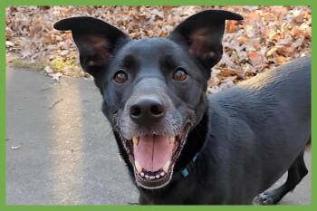 Labrador Retriever and Shepherd Dogs Available for Adoption in Amherst, Massachusetts - Amelie | PetCurious