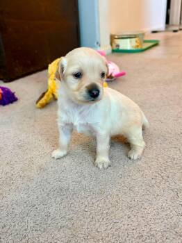 Kai -  Maltese and Terrier Dog for Adoption in Corona, California - Kai | PetCurious