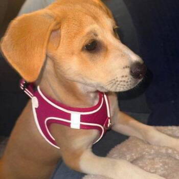 Poppy -  Labrador Retriever Dog for Adoption in Sanford, North Carolina - Poppy | PetCurious