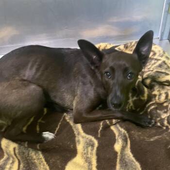 Gracie -  Australian Cattle Dog Blue Heeler and Border Collie Dog for Adoption in Spokane, Washington - Gracie | PetCurious