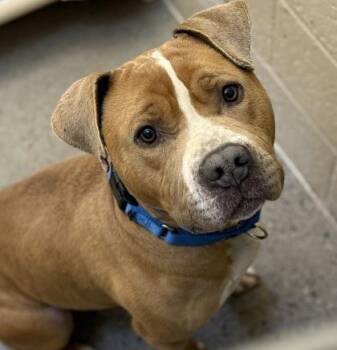 Mixed Breed Dogs Available for Adoption - Peanut | PetCurious