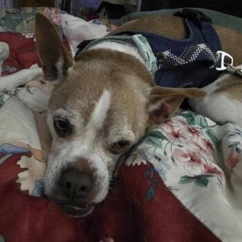 Chester -  Boston Terrier and Mixed Breed Dog for Adoption in St. Cloud, Minnesota - Chester | PetCurious