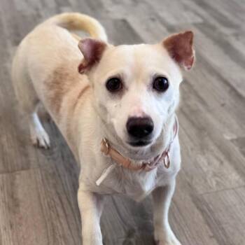 Bea -  Chihuahua and Mixed Breed Dog for Adoption in Green Bay, Wisconsin - Bea | PetCurious