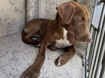 Labrador Retriever and Pit Bull Terrier Dogs Available for Adoption - Minor | PetCurious