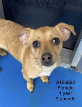 Chihuahua and Mixed Breed Dogs Available for Adoption - Bling | PetCurious