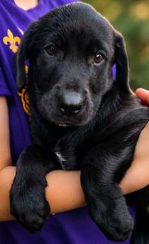 Beau Diddley -  Labrador Retriever Dog for Adoption in El Dorado, Arkansas - Beau Diddley | PetCurious
