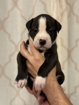 Rescue Pit Bull Terrier and Mixed Breed Dogs for Adoption in Morton Grove, Illinois - Trouble | PetCurious