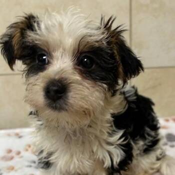 Yorkshire Terrier Dogs Available for Adoption - Gucci | PetCurious