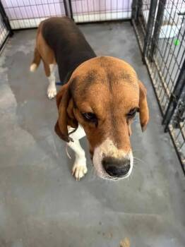 Rescue Mixed Breed Dogs for Adoption in Pahrump, Nevada - Copper | PetCurious